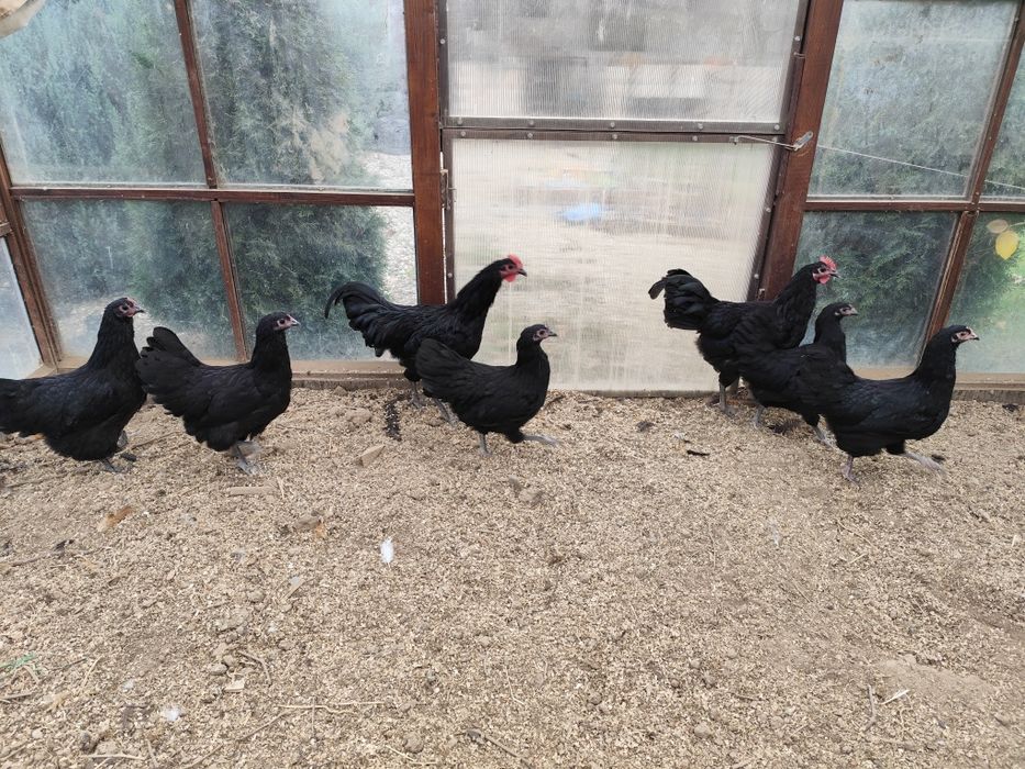 Familie australorp negru tineret