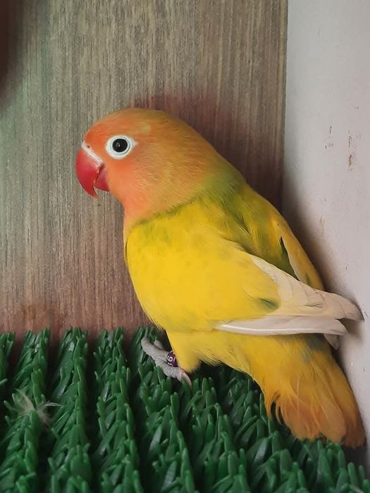 Agapornis Fisher