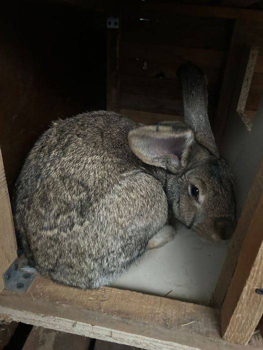 Продам крольчиху фландер с великаном.