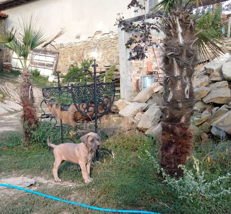 Кане корсо кученца