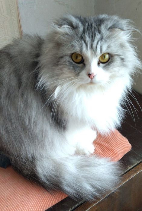 Продаётся шотландская вислоухая хайленд