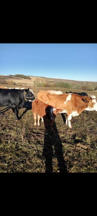 Vând 2 viței 140-180 kg + o vaca de abator 550 kg
