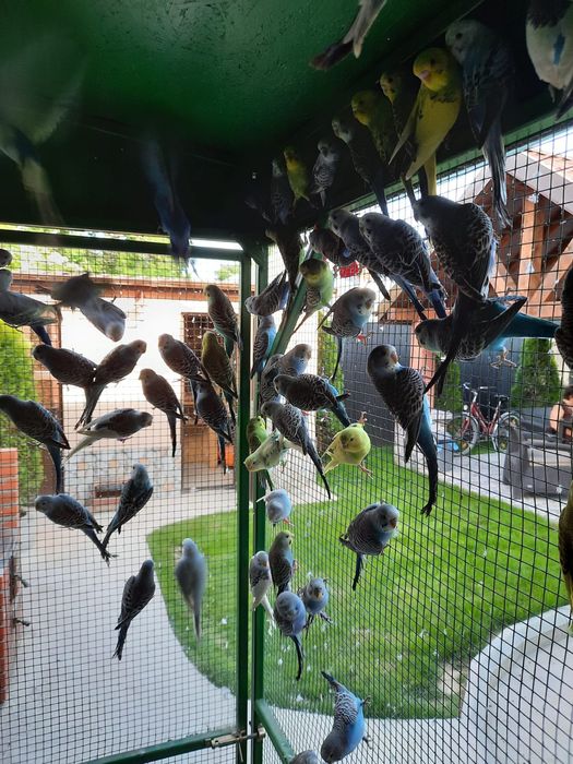 Vand perusi diverse culori