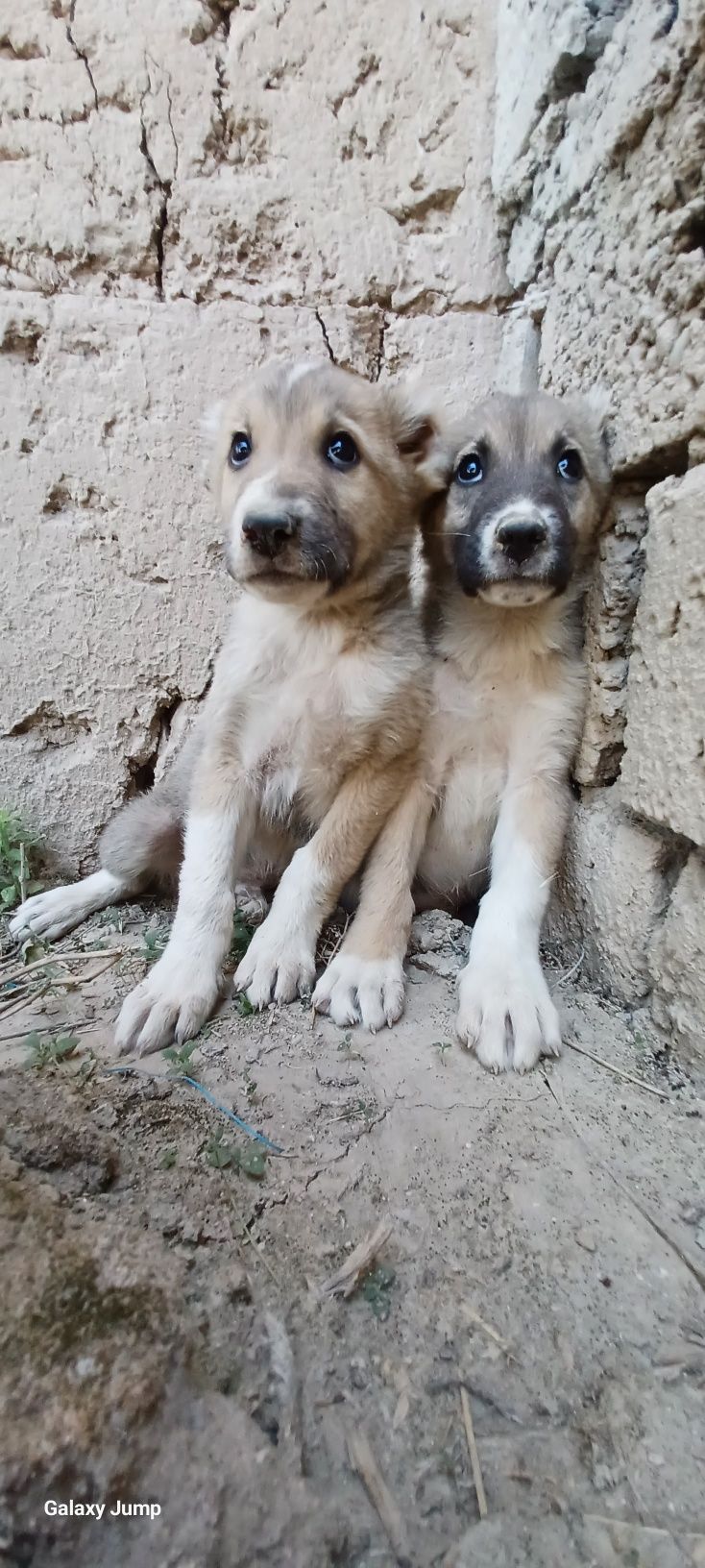 Собака 1мес 7 кг