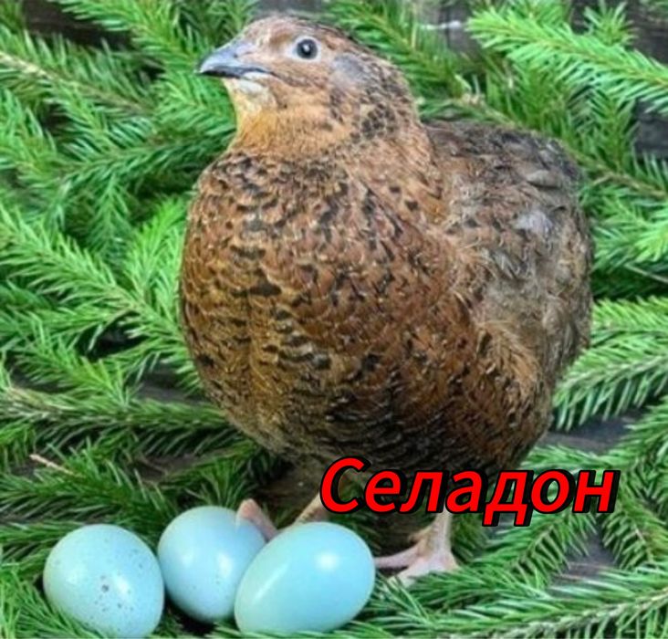 Перепелиные инкубационные яица