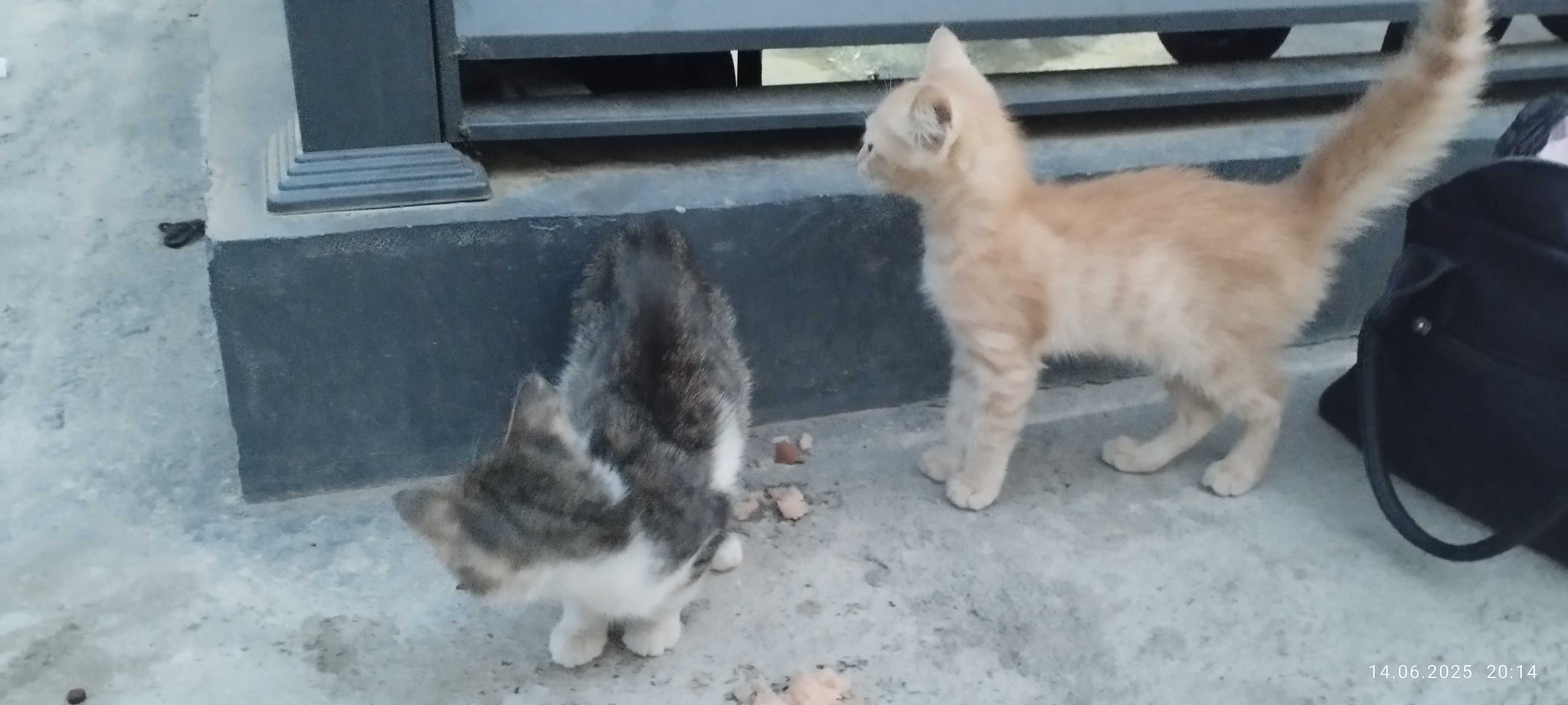 Котятки мальчики и девочки