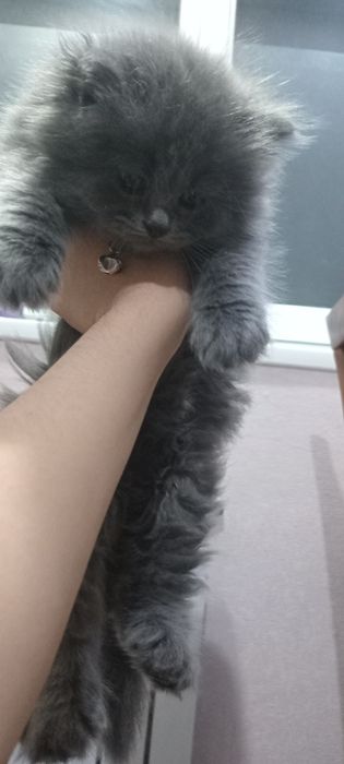 Продаётся котёнок