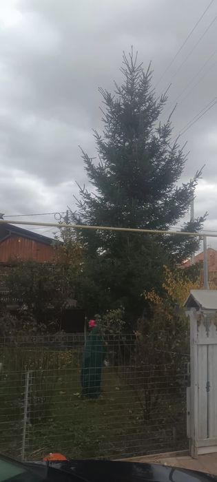 Vând brad pentru crăciun 5,6m sau donez către un cămin de bătrâni.