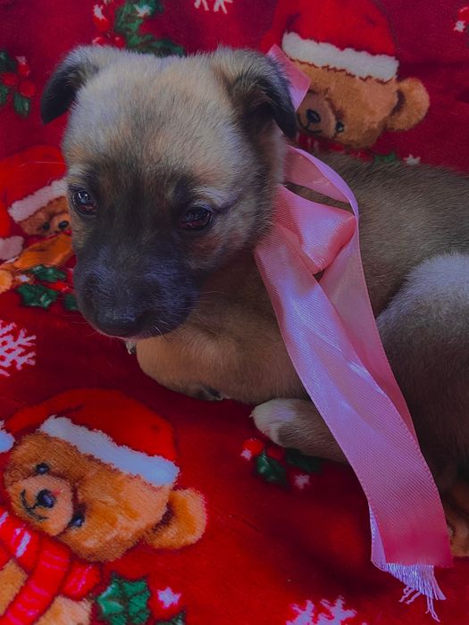 Бебе кученце, момиче