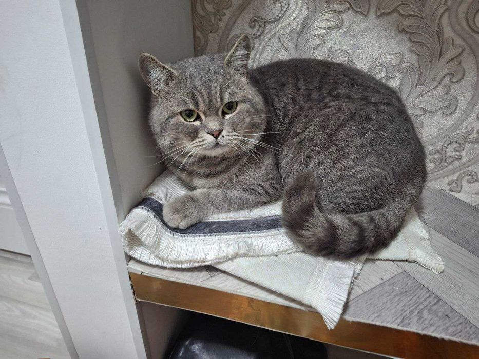 Британский короткошерстяной кот   1.5 годика Пепельный