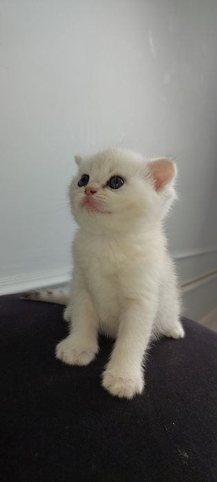 Серебристий шиншила