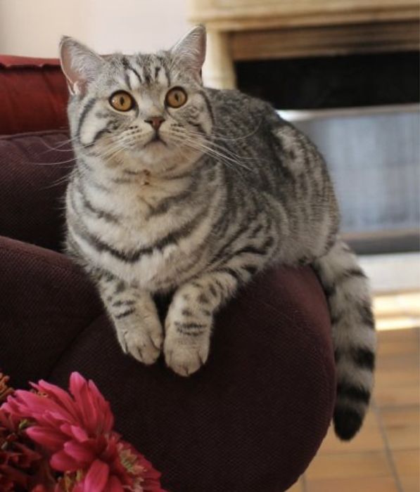 Отдам кота британского