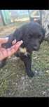 Puișori (catelusi) de dat spre  adopție