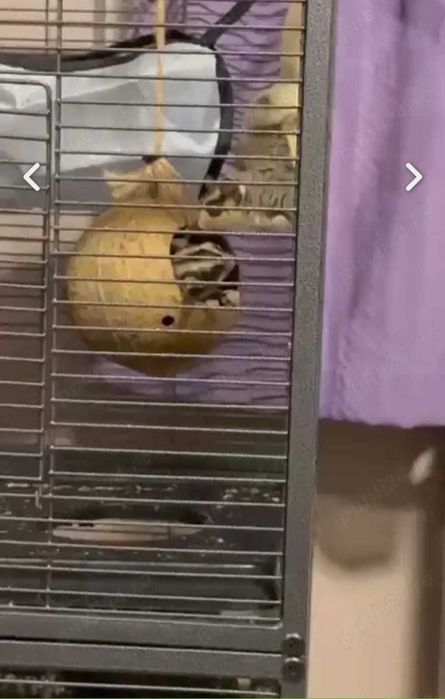 Vand 2 veverite zburatoare (sugar glider)