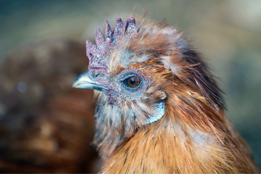 Шелковый полу-карликовый петух