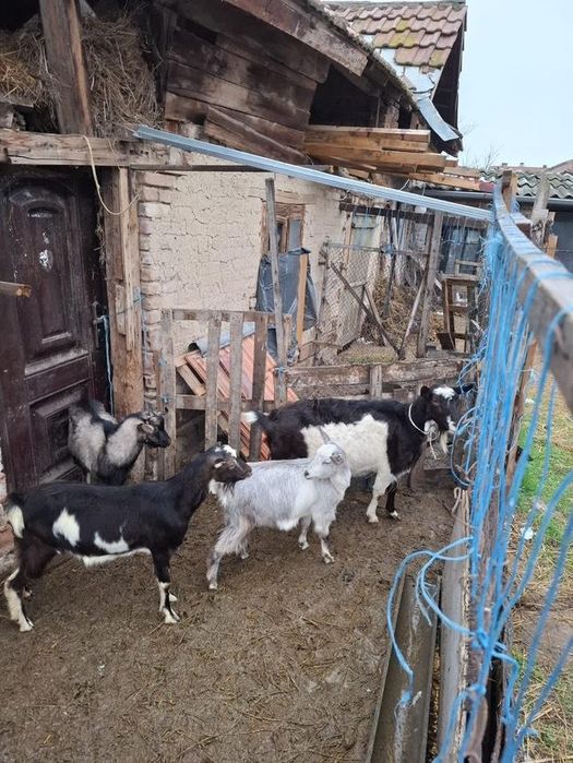 Продавам коза и ярета