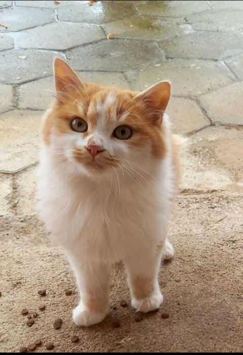 Котета на 4 месеца