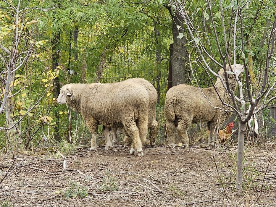 Vand miei/berbecuți