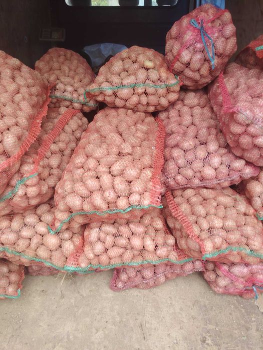 Cartofi roșu de samanta ! ( bellaroso)