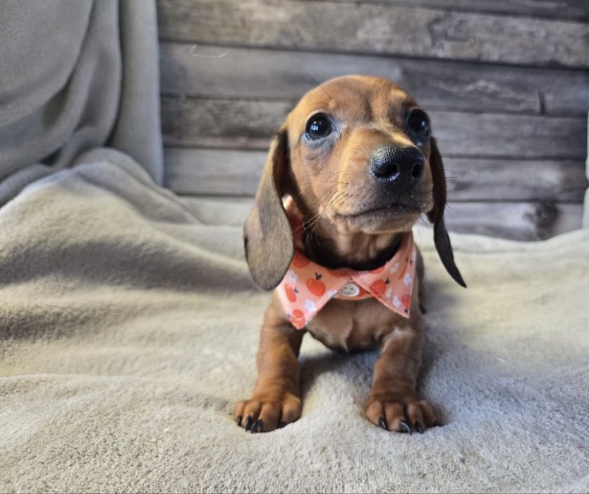 Teckel roscat 1200 lei