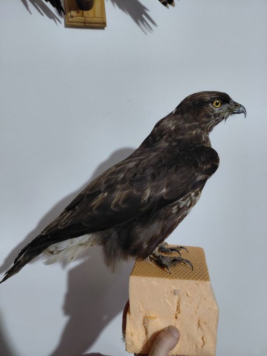 Uliu impaiat, taxidermie U2