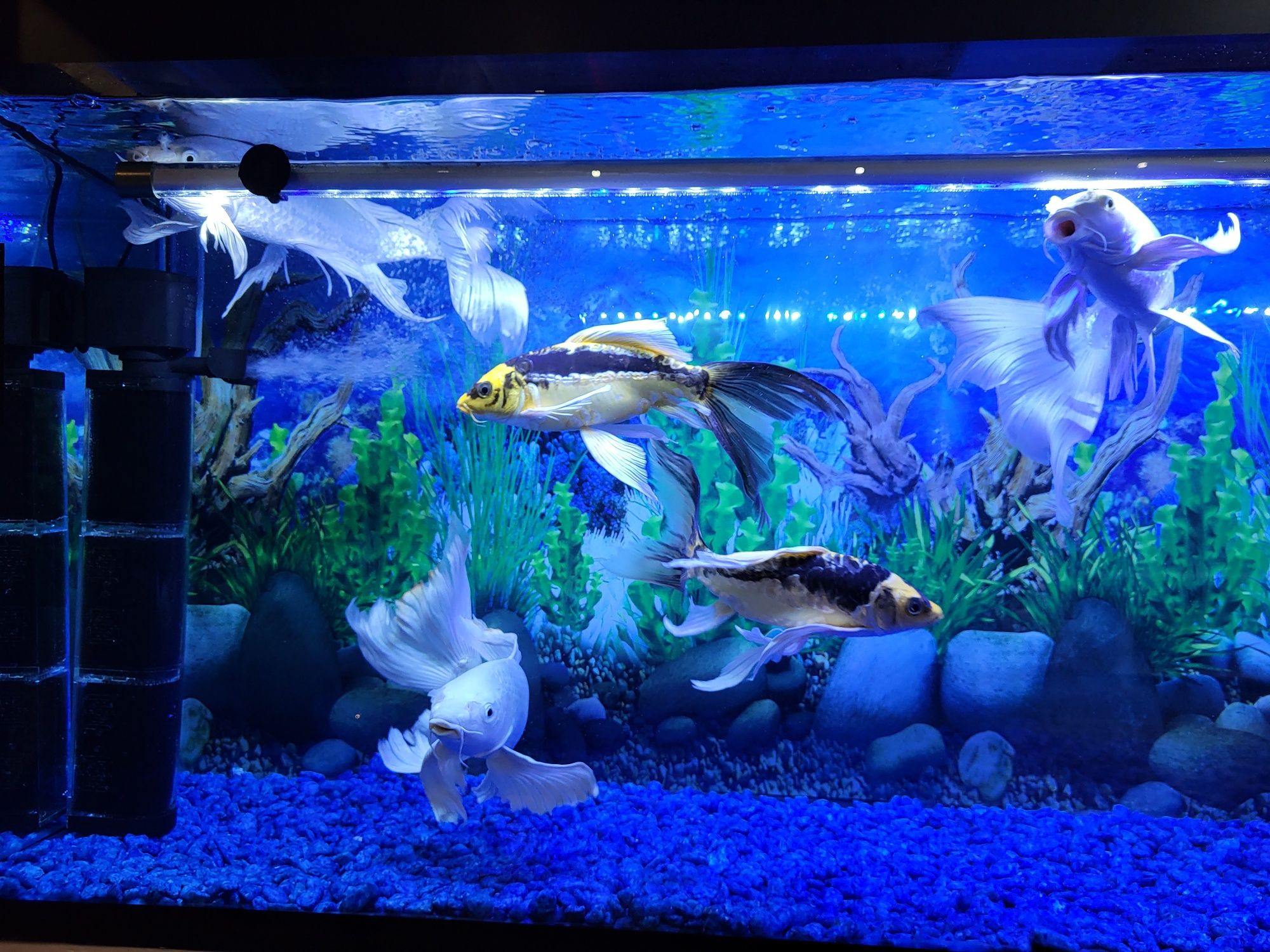 Akvarium baliqlari bilan sotiladi