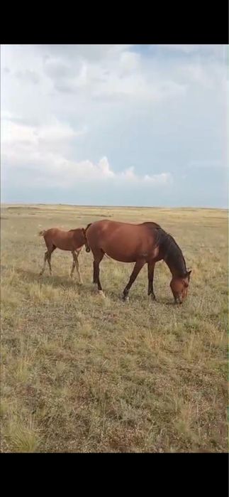 Продам кобылу с жеребенком ( девочка)