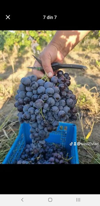 Struguri de vin proaspeți culesi direct de producator