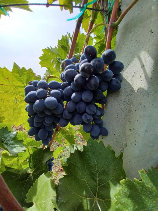 Vand struguri pentru vin