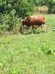Vaca baltata romaneasca talie mare cu vitica de 28 zile