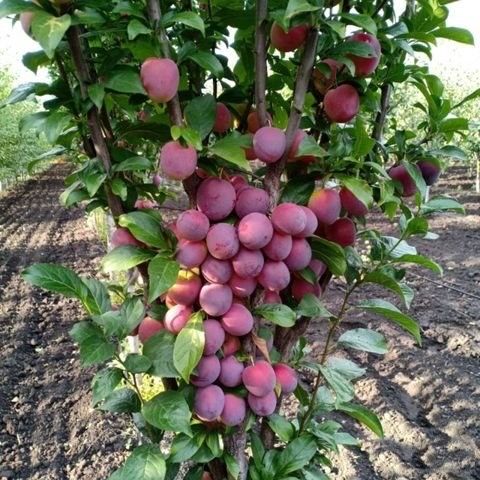 Pomi Fructiferi Columnari și Pitici