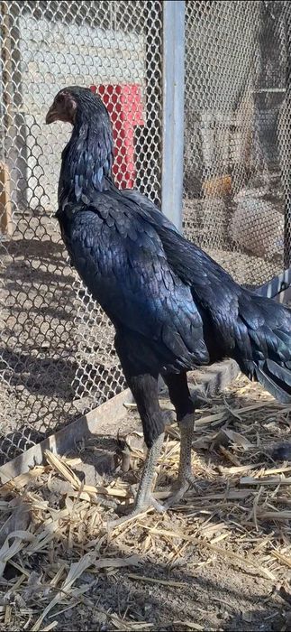 Ганой макиён тозаси 6 ойлик