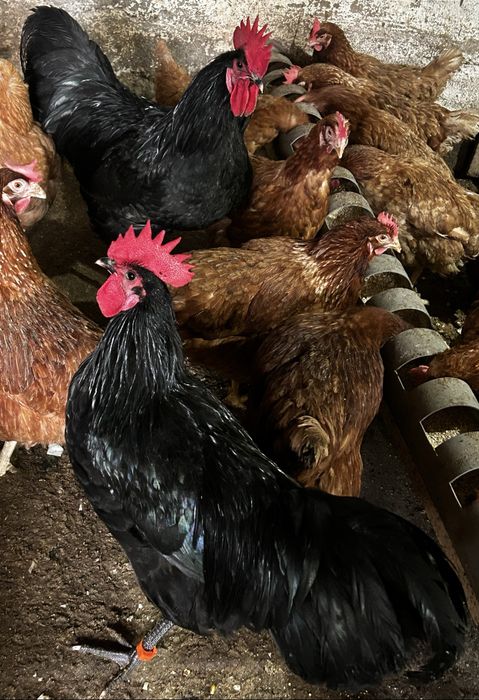 Vand 4 cocosi australorp