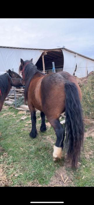 Vand manza de 3 ani gestanta