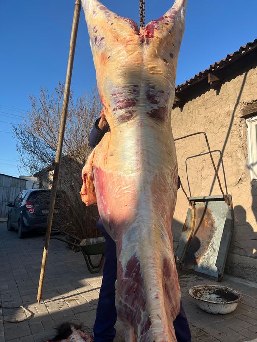 Жабағы еті сатылады (пакеттеп)