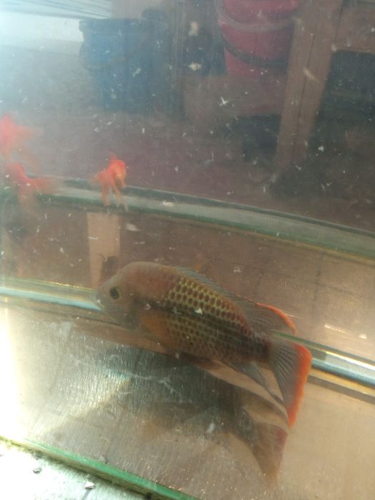 Продается Бирюзовая окара