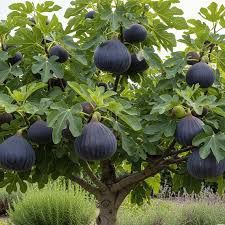 Pomi Fructiferi Exotici la Ghiveci (SMOCHIN )