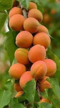 Pomi fructiferi COLUMNARI