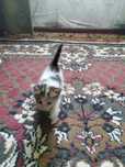Отдам даром котенка