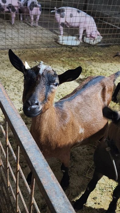 Vind capre alpine franceza