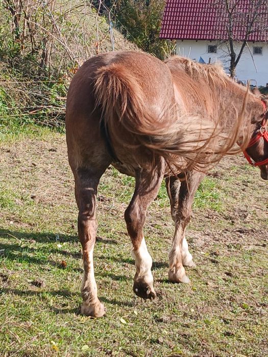 Vând sau schimb iapa de lucru