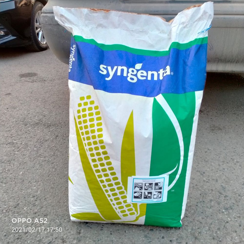 Семена Кукурузы KWS, Syngenta,Pioneer