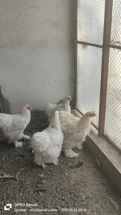 Продам Кохинхинов Разных.