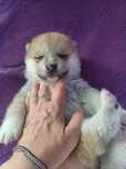 Pui'Akita Inu Japonez'exemplar superb