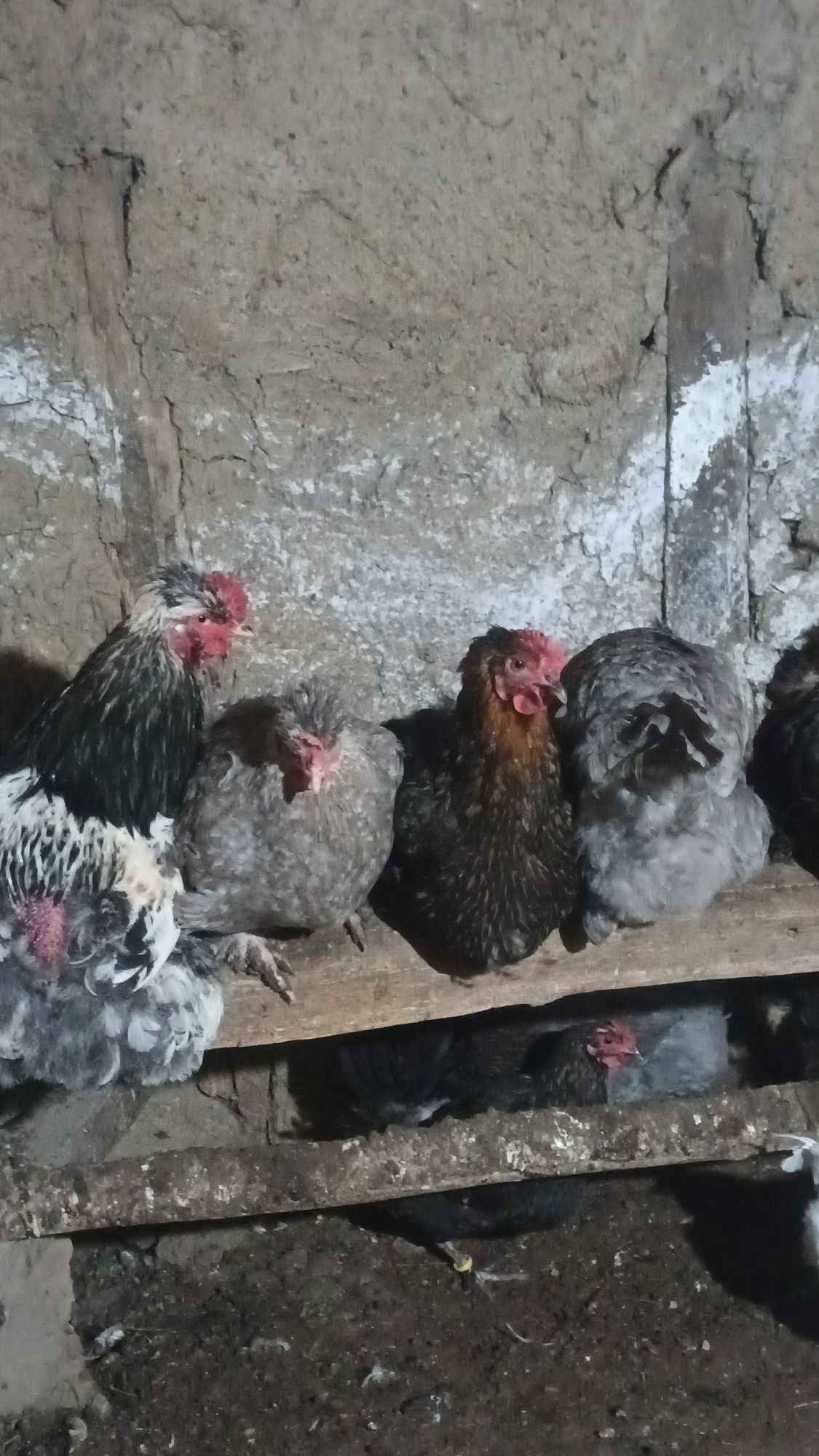 Продавам кокоши яйца 1,20
