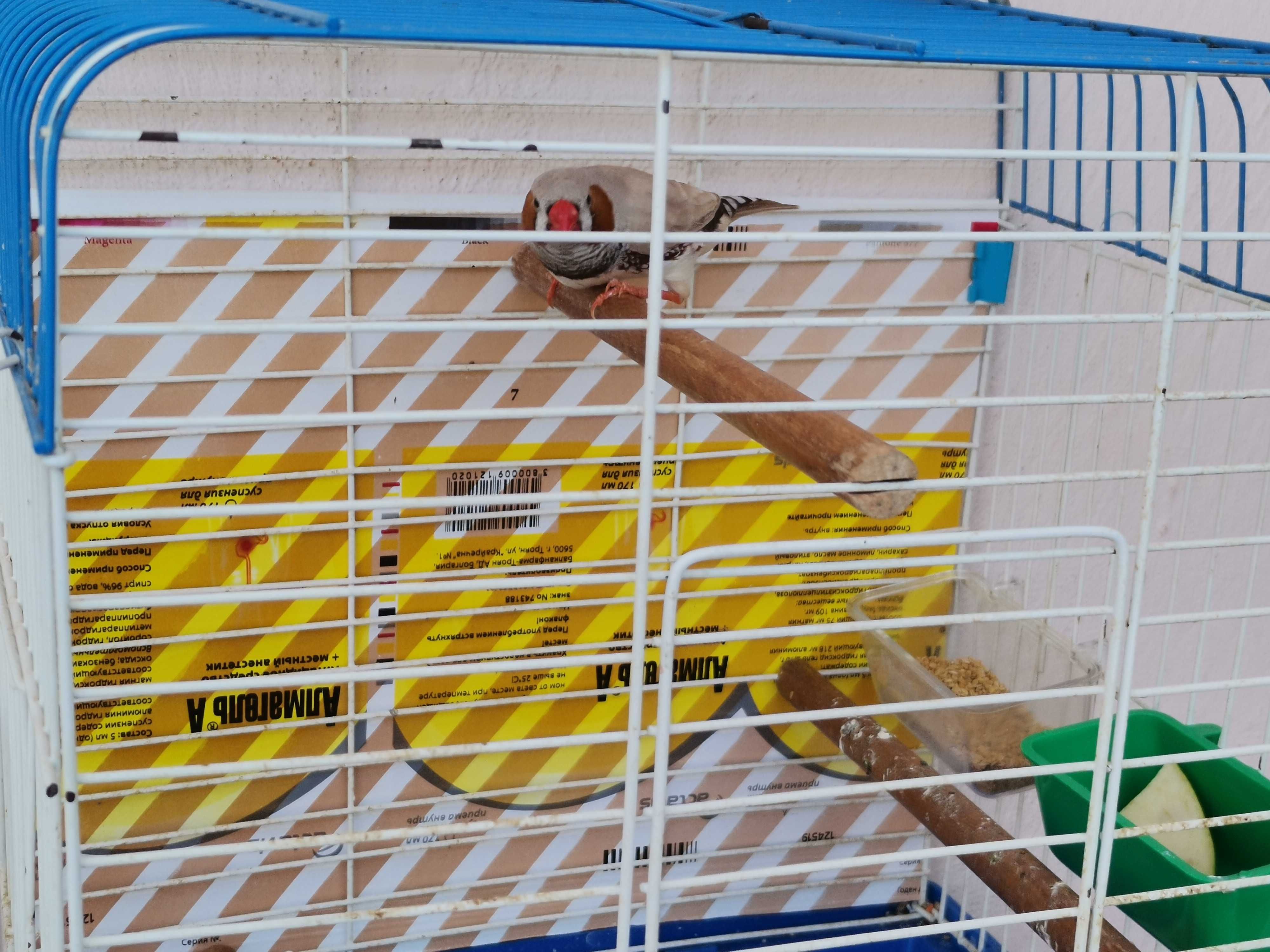 Продавам мъжка финка/амадина