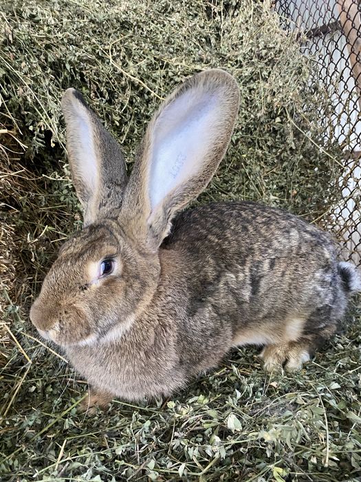 Uriaș german femele si mascul