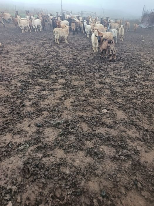 Vând 120 de capre sau schimb cu oi