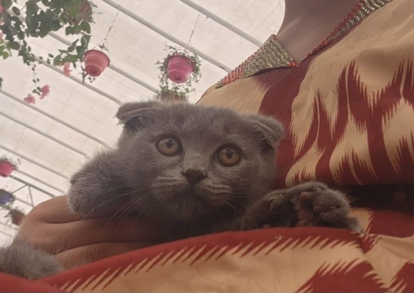 "Scottish fold" O'g'il Mushukcha 2 oylik