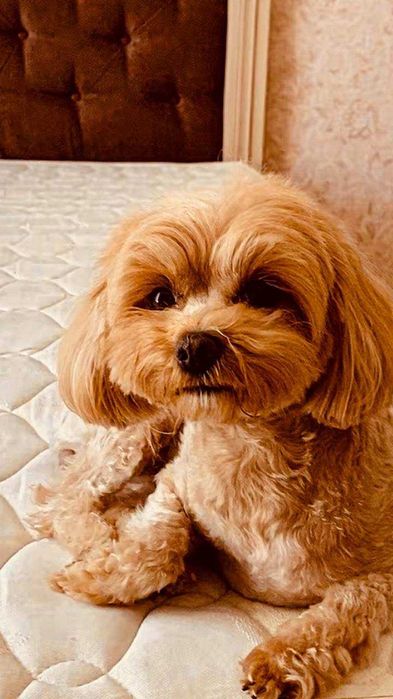 Maltipoo F1 Мальтипу